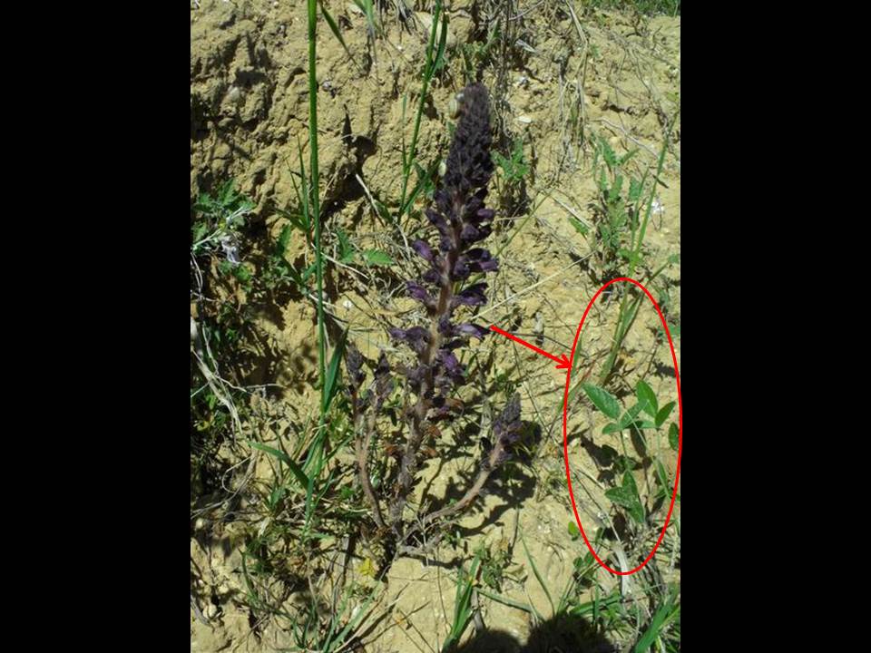 Orobanche (=Phelipanche) lavandulacea (Lamiales Orobanchaceae)